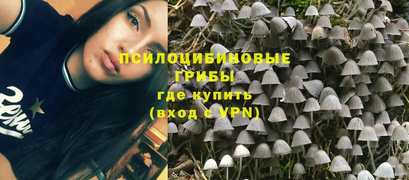 Галлюциногенные грибы Cubensis  Нолинск 